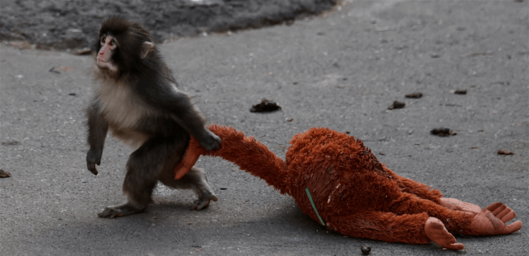 ارتفاع كبير في مبيعات دمى ايكيا بعد انتشار قصة القرد الشهيرة