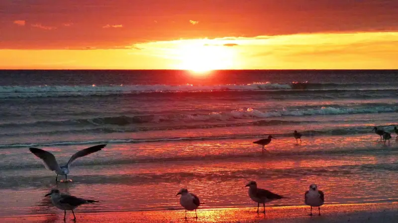 المتعة بمشاهدة الطيور تحدث تغييرات في الدماغ وتقوي الذاكرة والتركيز