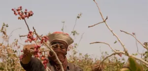 الحروب ترفع أسعار الفستق إلى ذروة غير مسبوقة منذ 8 سنوات