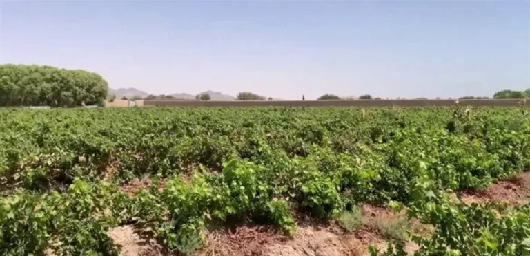خطر يداهم المحاصيل.. إغلاق طرق تصدير المنتجات الزراعية