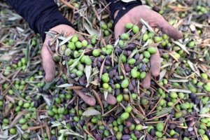 تحذيرات من فاجعة تضرب موسم الزيتون الفلسطيني وسط تحديات غير شاملة